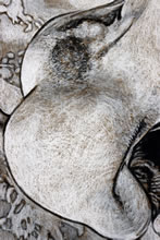 Aphrodite Rising by T.Mallon - Charcoal and Chalk - Legs & Flank (detail)