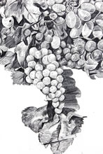 Tom Mallon: Branded Artwork Incorporated with Logo, Pencil on Illustration Board - Grapes