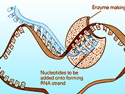 Genetics Illustrations by Tom Mallon