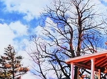 San Miguel MIssion by Tom Mallon, Oil on Canvas - 48 x 24 inches - Tree Detail 